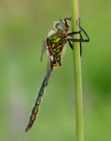 Brilliant Emerald Somatochlora metallica