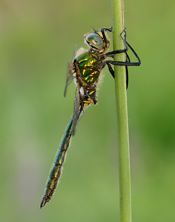 Brilliant Emerald Somatochlora metallica