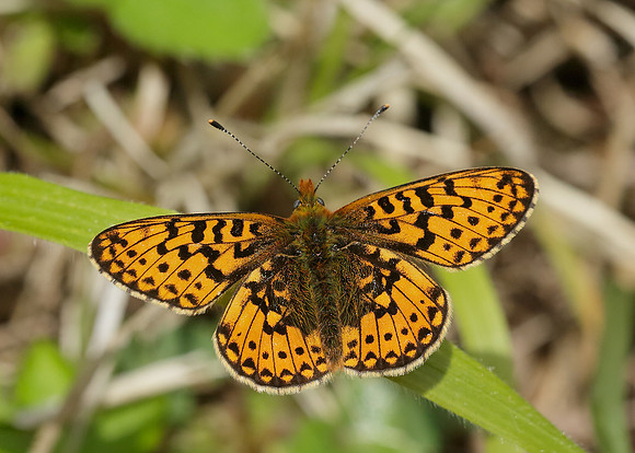 Pearl-Bordered Fritillary Boloria euphrosyne