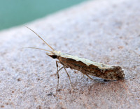 18.001 BF464 Diamond-back Moth Plutella xylostella