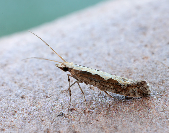 18.001 BF464 Diamond-back Moth Plutella xylostella