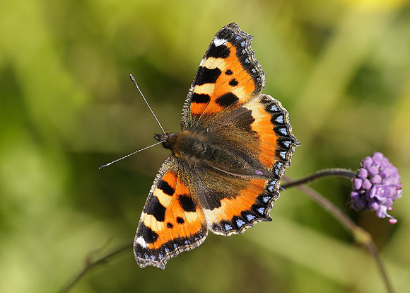 Small Tortoiseshell Aglais urticae