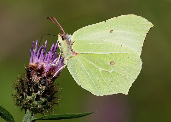 Brimstone Gonepteryx rhamni