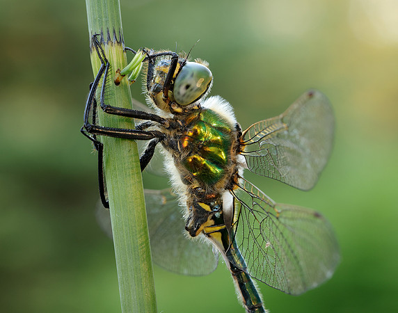 Brilliant Emerald Somatochlora metallica