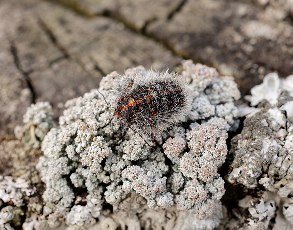 70.249 BF1929 Rannoch Brindled Beauty Lycia lapponaria