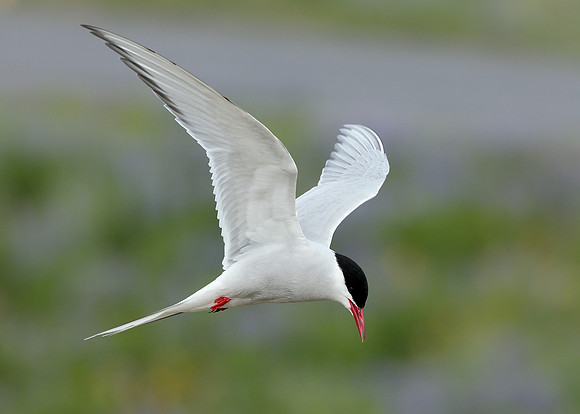 Arctic Tern Sterna paradisaea