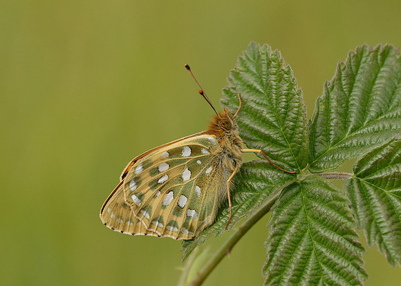 Dark Green fritillary Argynnis aglaja