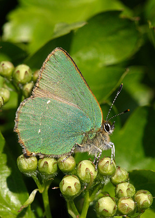 Green Hairstreak Callophrys rubi
