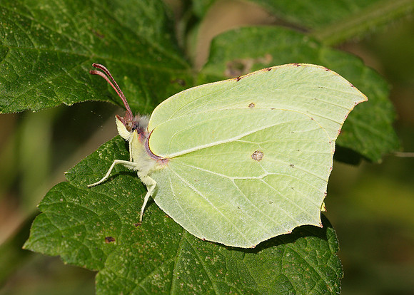 Brimstone Gonepteryx rhamni