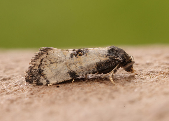 49.137 BF964 Neocochylis dubitana