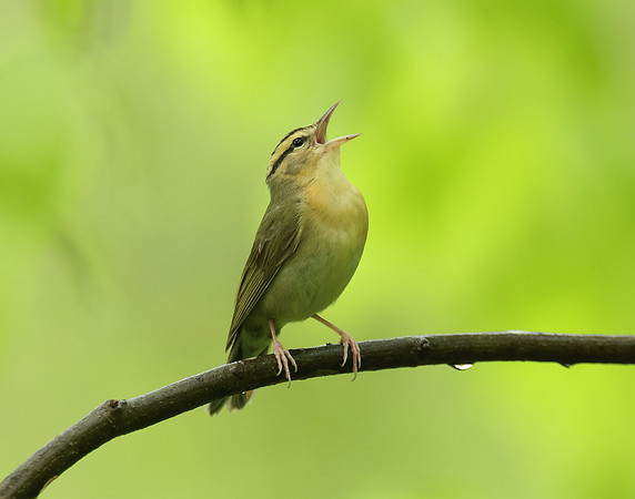 Worm-eating Warbler Helmitheros vermivorum
