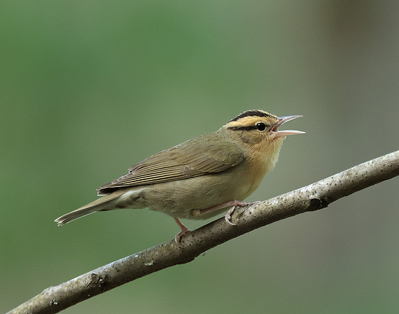 Worm-eating Warbler Helmitheros vermivorum