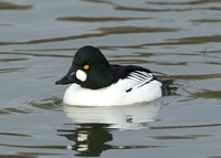 Goldeneye Bucephala clangula