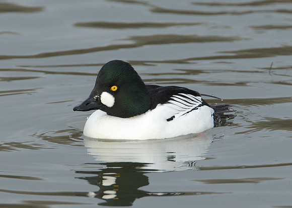 Goldeneye Bucephala clangula