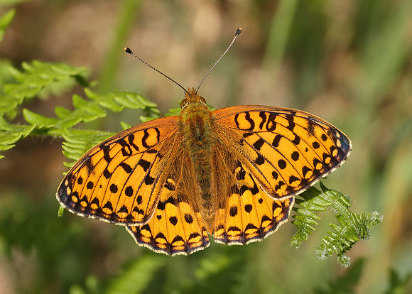Dark Green fritillary Argynnis aglaja
