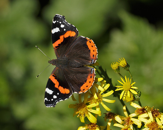 Red Admiral Vanessa atalanta