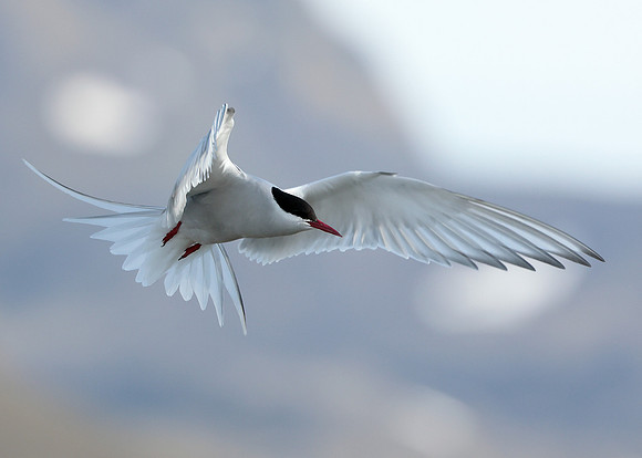 Arctic Tern Sterna paradisaea