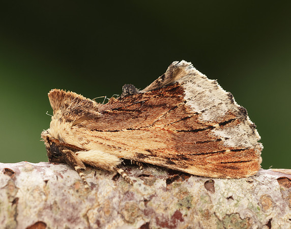 71.022 BF2009 Maple Prominent Ptilodon cucullina