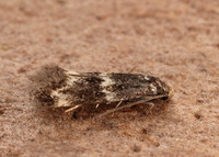 38.025 BF597 Elachista atricomella