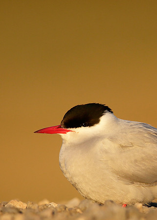 Arctic Tern Sterna paradisaea