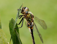 Northern Emerald Somatochlora arctica