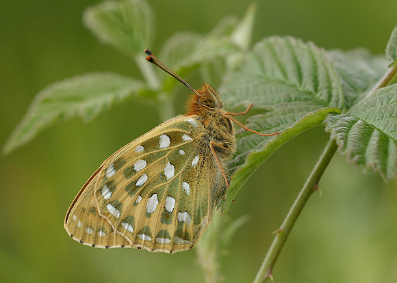 Dark Green fritillary Argynnis aglaja
