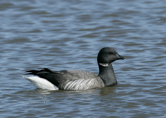 Brent Goose Branta bernicla