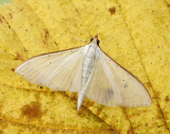 63.048 BF1408 Palpita vitrealis