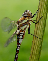 Migarnt Hawker Aeshna mixta