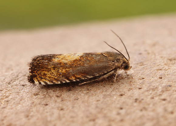 49.376 BF1233 Pammene aurita