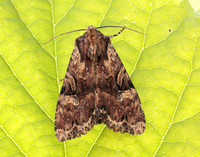 73.155 BF2327 Clouded Brindle Apamea epomidion