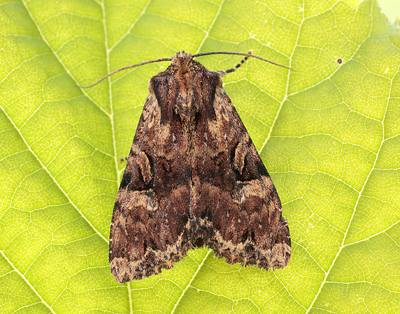 73.155 BF2327 Clouded Brindle Apamea epomidion