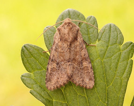 73.158 BF2334 Rustic Shoulder-knot Apamea sordens