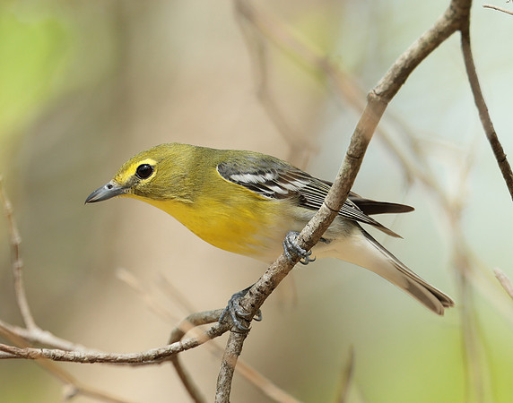 Yellow-throated Vireo Vireo flavifrons