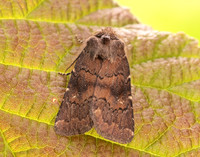 73.102 BF2302 Brown Rustic Rusina ferruginea
