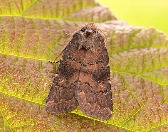 73.102 BF2302 Brown Rustic Rusina ferruginea