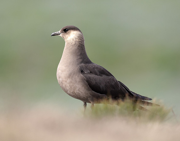 Arctic Skua Stercorarius parasiticus