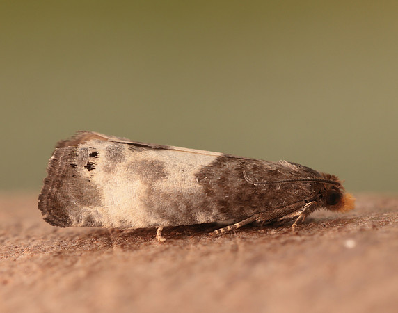49.292 BF1174 Notocelia cynosbatella