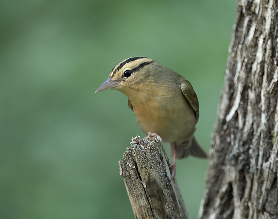 Worm-eating Warbler Helmitheros vermivorum