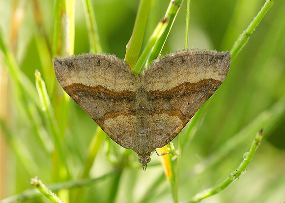 70.045 BF1732 Shaded Broad-bar Scotopteryx chenopodiata
