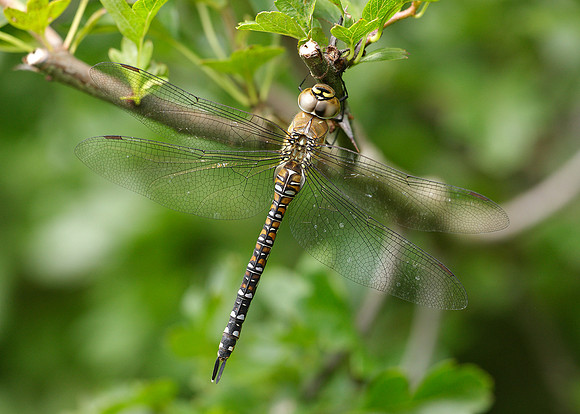 Migrant Hawker Aeshna mixta