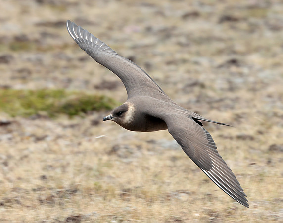 Arctic Skua Stercorarius parasiticus