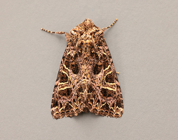 73.276 BF2166 Campion Sideridis rivularis