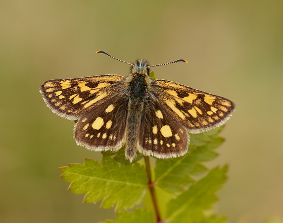 Chequered Skipper Carterocephalus palaemon