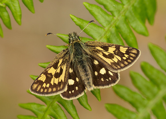 Chequered Skipper Carterocephalus palaemon