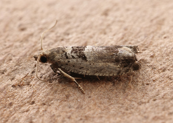49.249 BF1134 Epinotia ramella