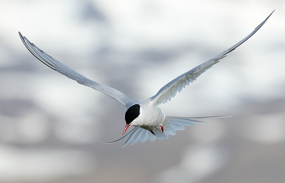Arctic Tern Sterna paradisaea