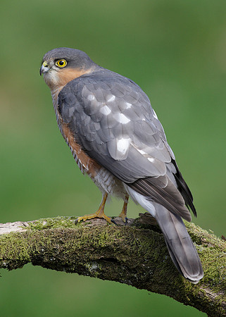 Sparrowhawk Accipiter nisus