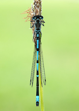 Variable Damselfly Coenagrion pulchellum
