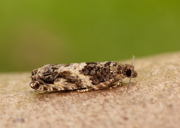 49.255 BF1138 Epinotia nisella